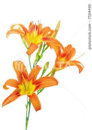 Tiger(striped) lilies on white background. Isolated 7504490