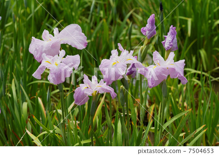 Pink color iris including the wisteria color of Horikiri is iris garden · Yume no Sato 7504653