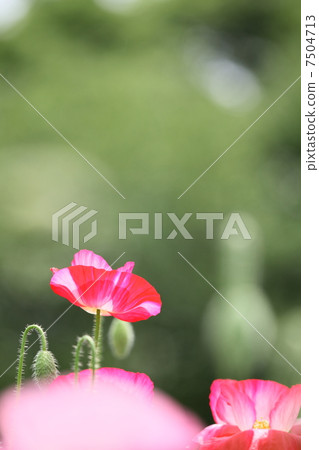 Poppy Poppy 7504713