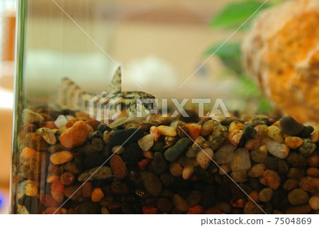 Yamato Shimada Dojo in a new aquarium 7504869