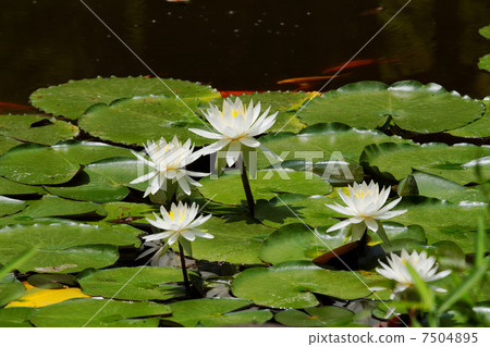 白百合花和紅色鯉魚在大陸寺廟池塘 7504895