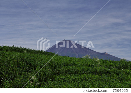 茶園和富士山在夏天 7504935