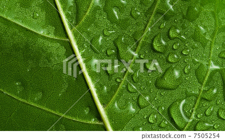 Leaf Leaf 7505254