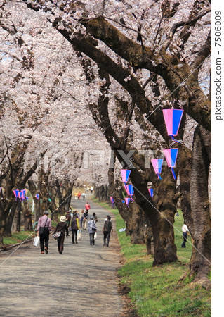 Akagi South side Senbon-zakura Akagi South side Senbon-zakura 7506009