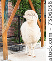 Alpaca 7506056