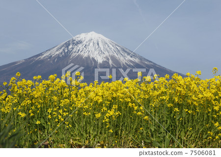 油菜花和富士山 油菜花和富士山 7506081