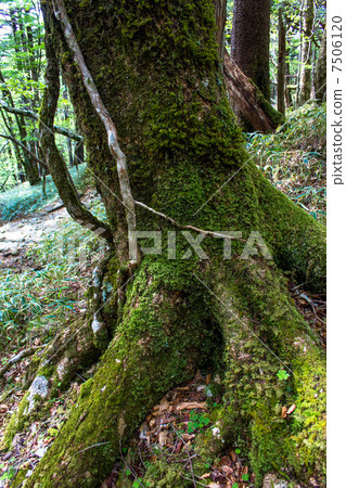  Otagichikehara in early summer 7506120