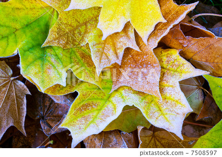 Maple leaves in the autumn morning in hoarfrost 7508597