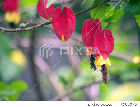 Tyrolean lamp 7509076