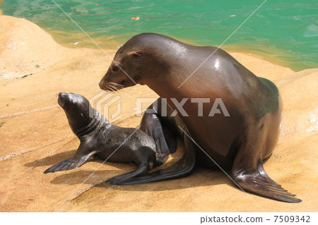 Baby of sea lions only 1 day after birth Baby of sea lions only 1 day after birth 7509342