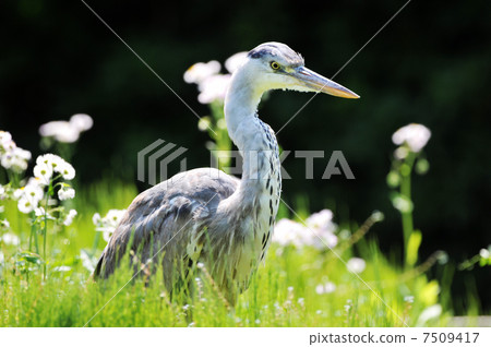 Gray heron 7509417