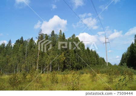 power lines in the forest power lines in the forest 7509444