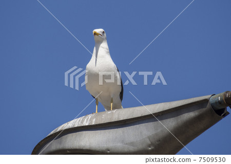 Seagull on the lamp 7509530