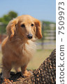 Park miniature dachs 7509973