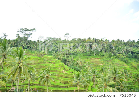 Ubud Tegalalan Bali 7510046