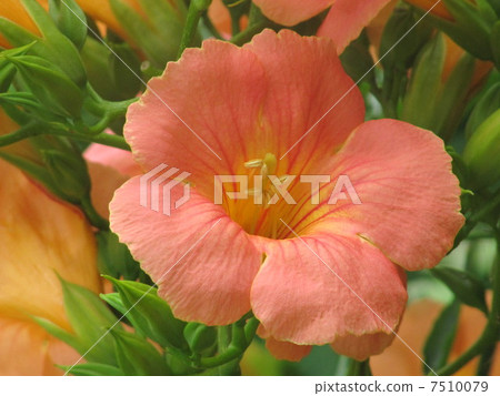 Nausuz Kazura Nausuz Kazura 7510079