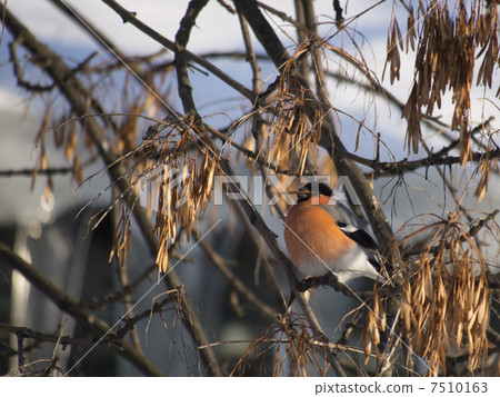 Bullfinch on branch Bullfinch on branch 7510163
