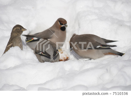 Waxwings in the snow 7510336