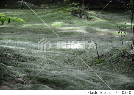 地毯苔蘚 7510358