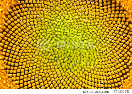 Macro sunflower 7510678