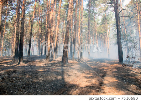 Forest fire Forest fire 7510680