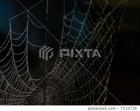 web spider web spider 7510726