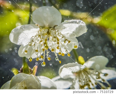 cherry blossoms 7510729
