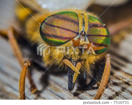 eyes gadfly 7510731