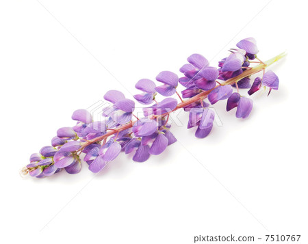 Lupine flower on a white background 7510767