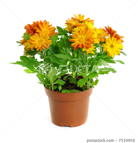 Orange chrysanthemum 7510958