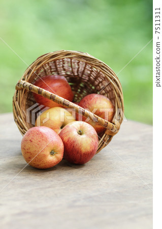 gala apples in a wicker basket 7511311