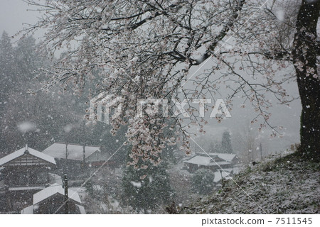 花變冷的黑岩石夫婦櫻花 7511545
