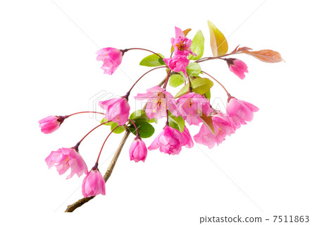 垂絲 垂絲 7511863