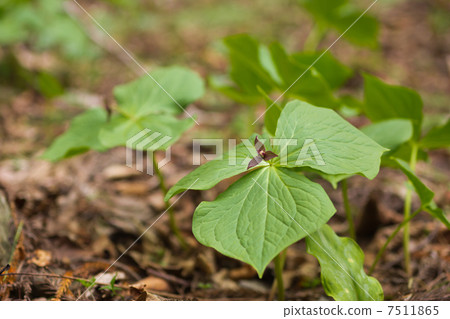 恩里克湯 7511865