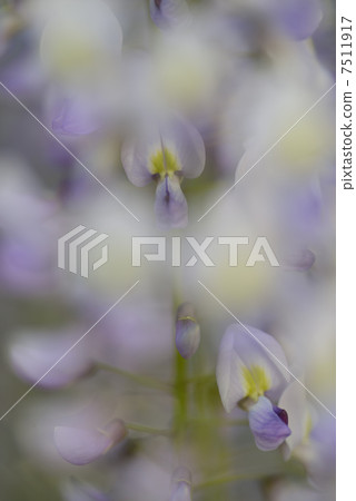 野田富士 7511917