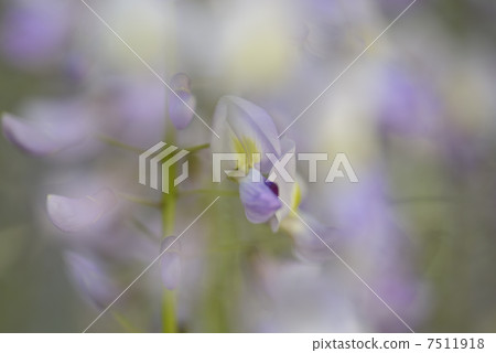 野田富士 7511918