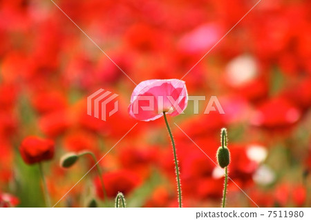 Chirley Poppy 7511980