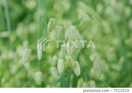 Madder beetle 7512019