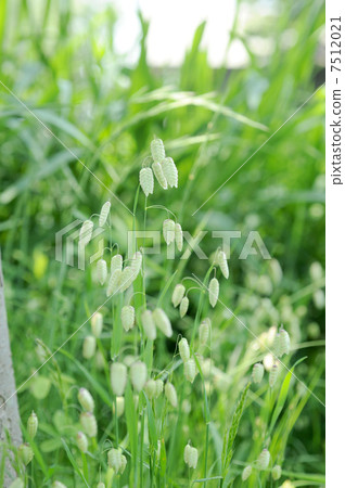 Madder beetle Madder beetle 7512021