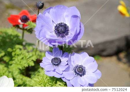 Anemones 7512024