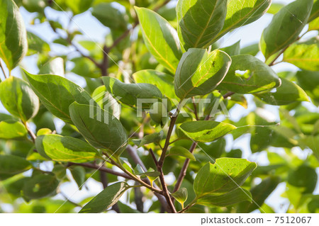 Freshly born persimmon fruit photo material Freshly born persimmon fruit photo material 7512067