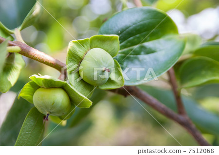 Freshly born persimmon fruit photo material Freshly born persimmon fruit photo material 7512068
