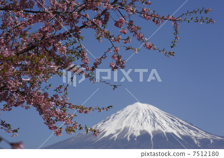 Kawazu Sakura and Mt. Fuji 7512180