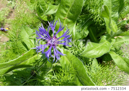 The shape of the flower is like a carp streamer, an ornamental decoration 7512334