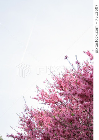 Peach tree 7512607