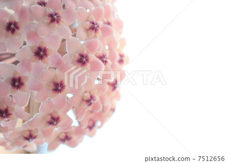 Joya · Carnosa · Wax · Plant Joya · Carnosa · Wax · Plant 7512656