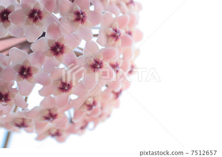 Joya · Carnosa · Wax · Plant Joya · Carnosa · Wax · Plant 7512657