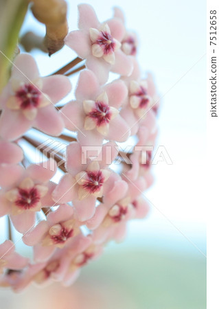 Joya·Carnosa·蠟·植物 7512658