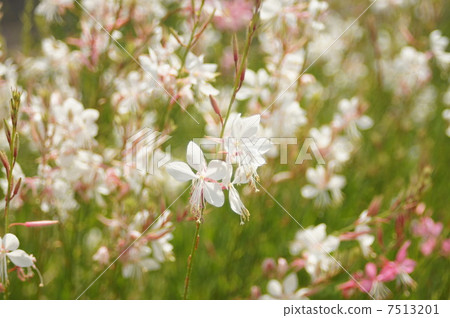 Goura花 Goura花 7513201