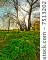 Spring background 7513202